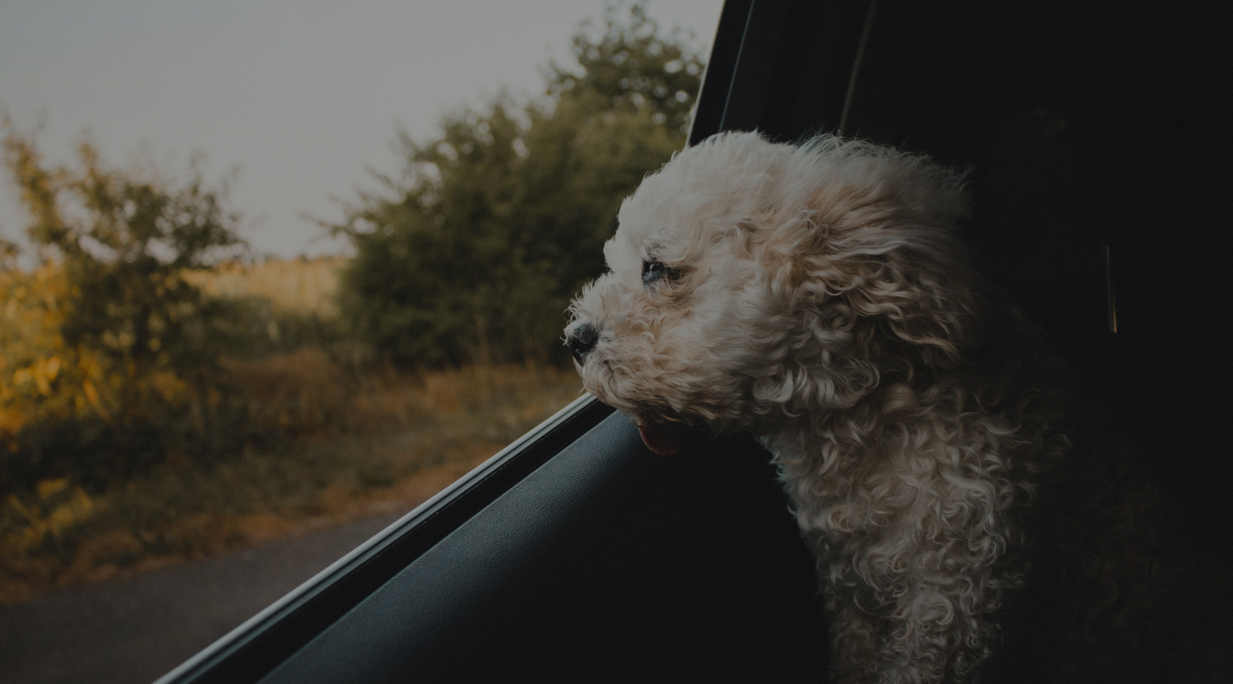 Pet Transport Service