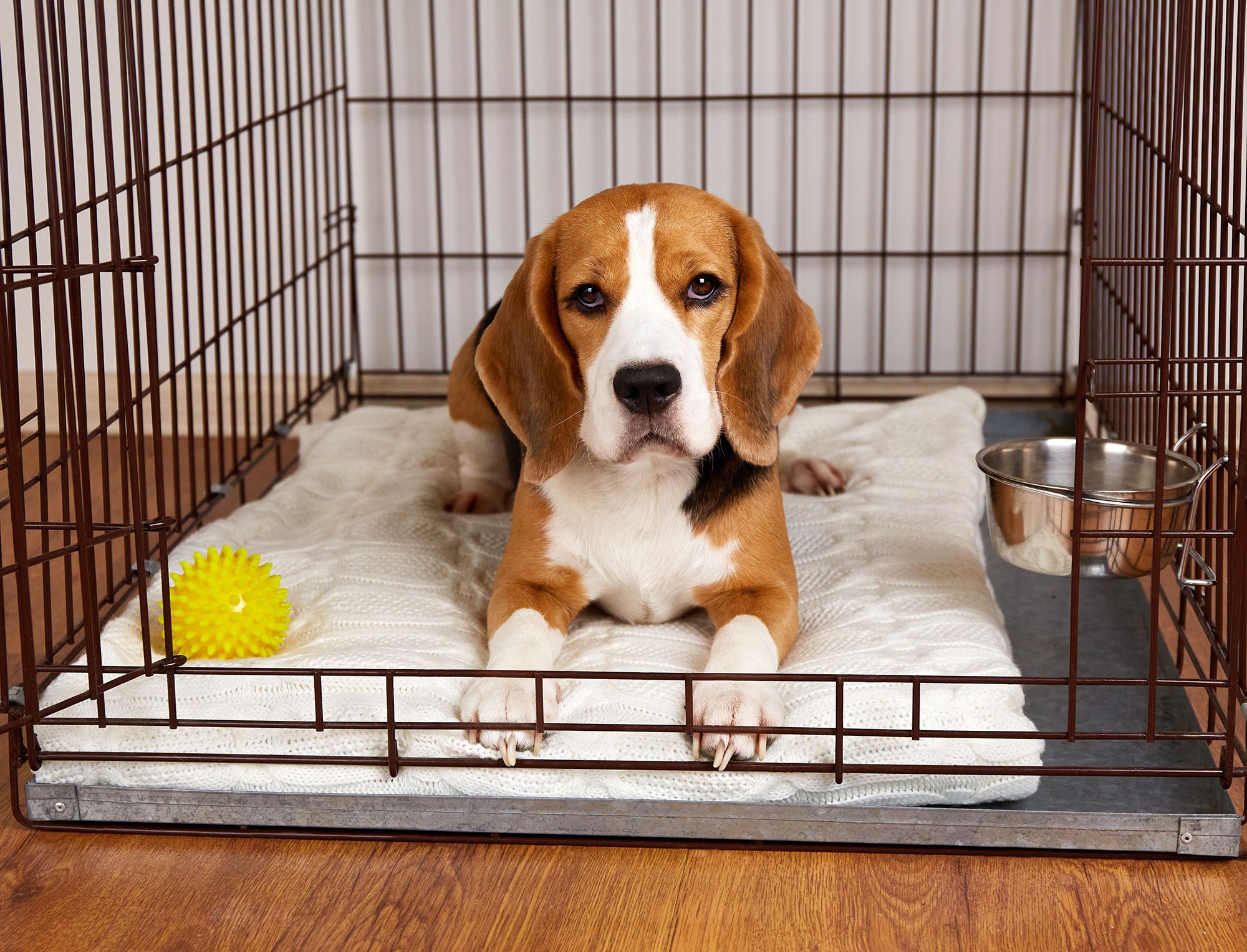 Home visits tailored to your dog’s needs