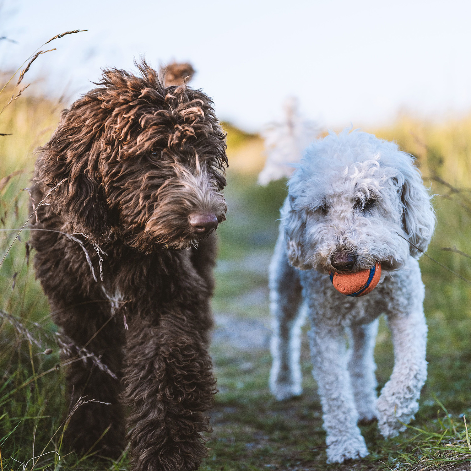 Tailored walks for happy tails
