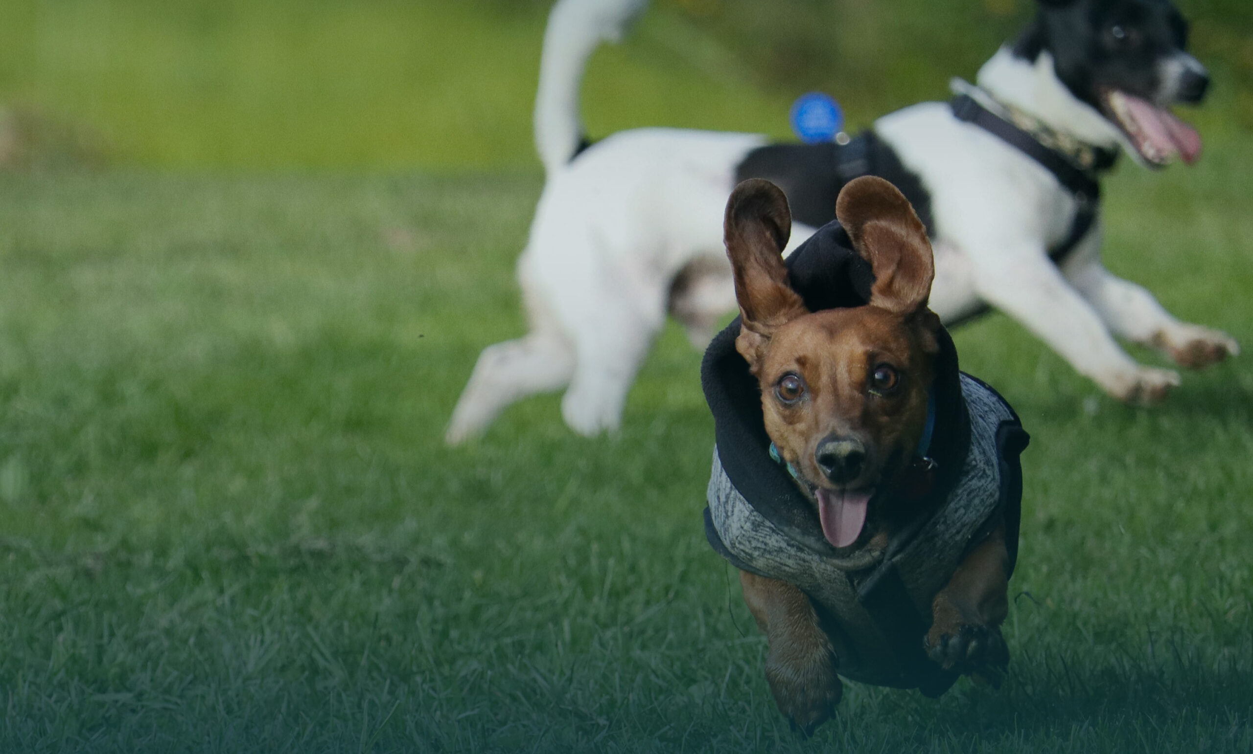 Wimbledon’s Premier dog walking and pet transport service